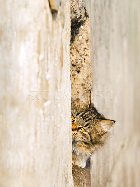 cat Stock photo © SRNR