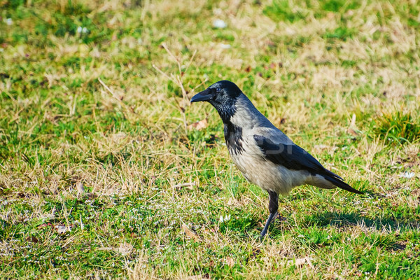 Crow on Grass Stock photo © SRNR