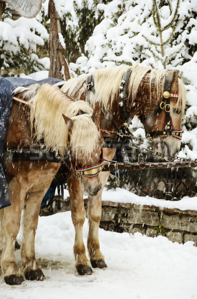 Christmas Horses Stock photo © SRNR