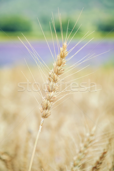 Foto stock: Centeno · naturaleza · planta · agricultura · flora