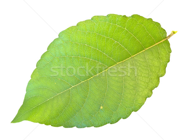 Single green leaf against the white background Stock photo © SRNR