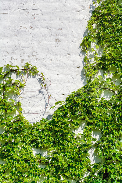 Struguri iederă alb perete acoperit frunze Imagine de stoc © SRNR