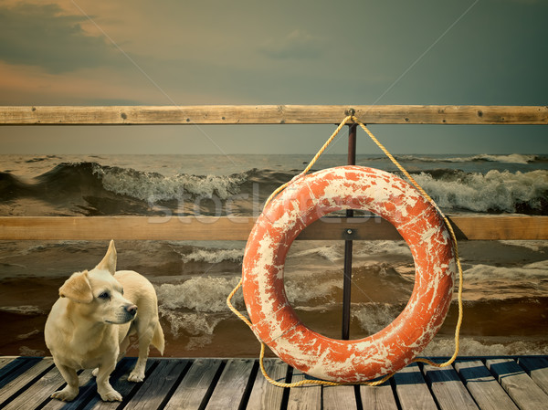 lifebuoy and dog Stock photo © SRNR