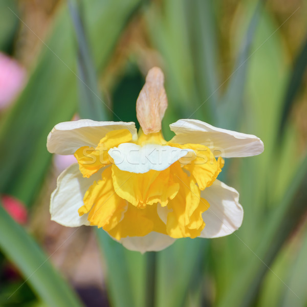 Narcissus Stock photo © SRNR