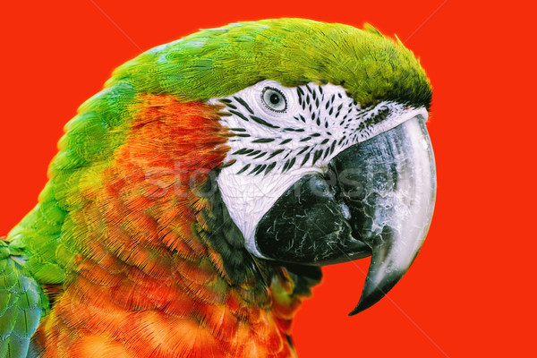 Papagaio retrato vermelho pássaro animal Foto stock © SRNR
