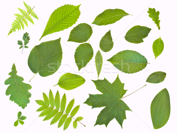 Some green leaves against the white background Stock photo © SRNR