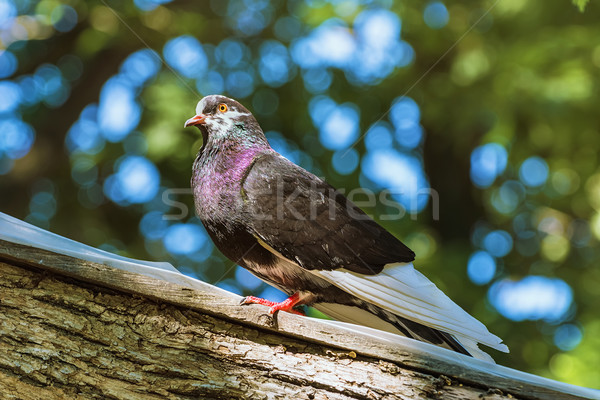 Pigeon Stock photo © SRNR