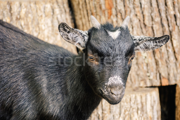 Portret capră negru mic copil Imagine de stoc © SRNR