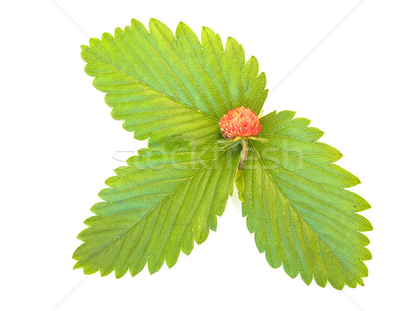 Green strawberry leaves with red  strawberry against the white background Stock photo © SRNR
