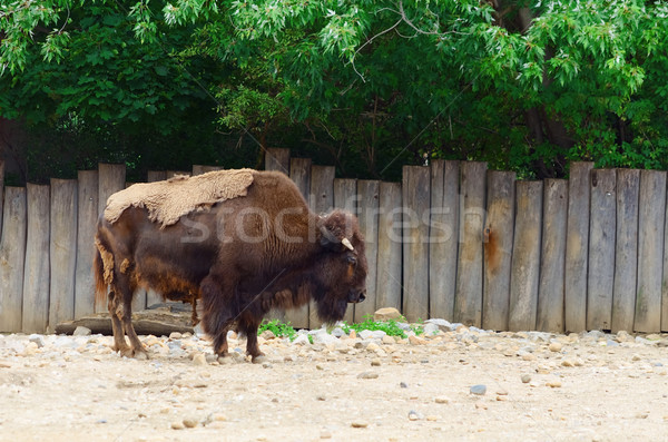 Bison Stock photo © SRNR