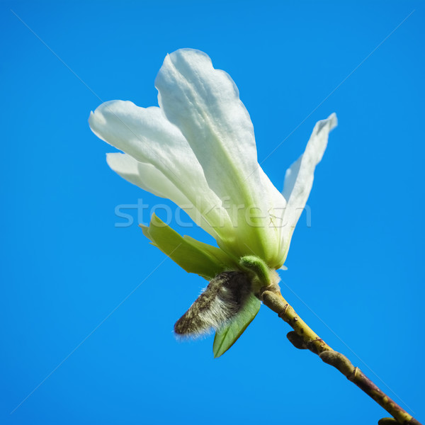 Magnolie floare Blue Sky mediu creştere floare Imagine de stoc © SRNR