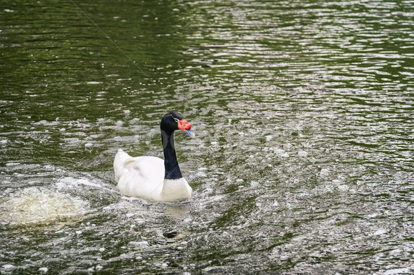 Black-necked Swan Stock photo © SRNR
