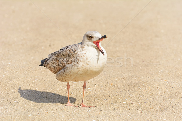 Stock photo: Gulls Birdling on the Sand