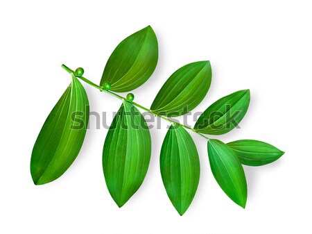 Single green mezereon leaf against the white background Stock photo © SRNR