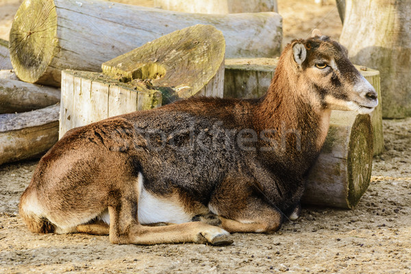 Goat Stock photo © SRNR