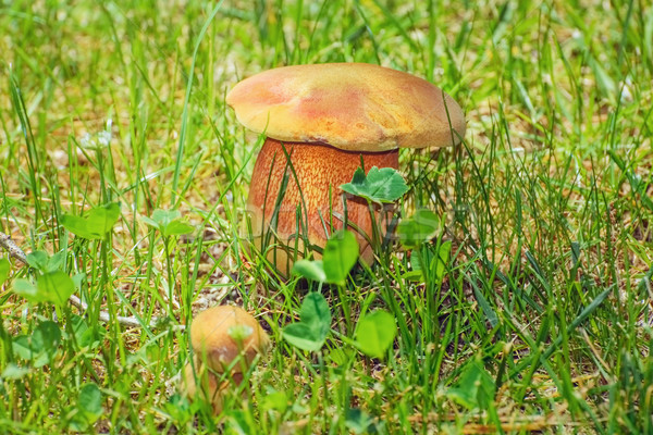 Mushroom in the Grass Stock photo © SRNR
