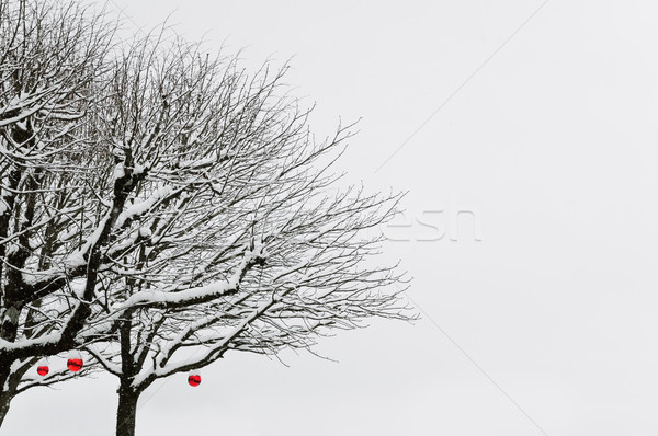 Winter Trees Stock photo © SRNR