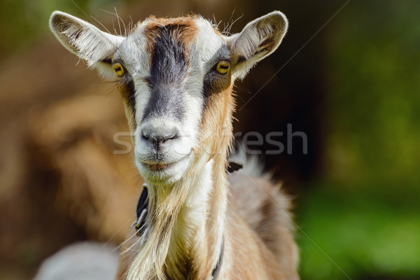 Stock photo: Goat