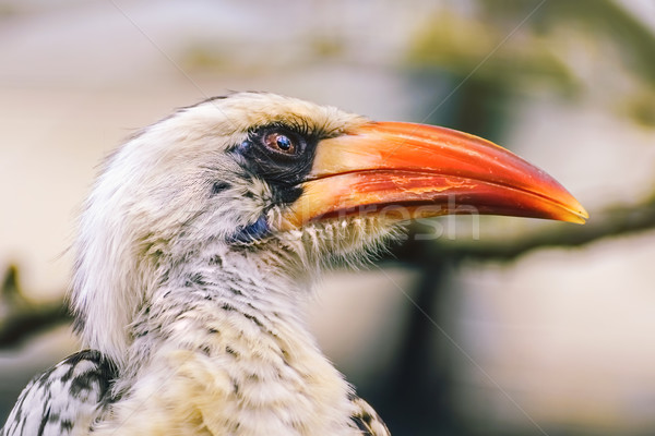 Stock photo: Red-Billed Hornbill