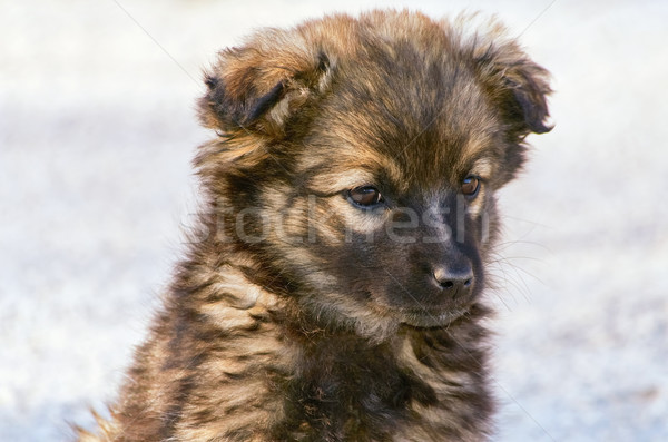 Portrait of Puppy Stock photo © SRNR