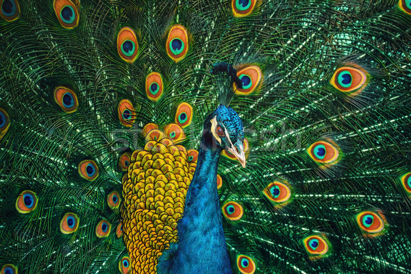 Peacock Stock photo © SRNR