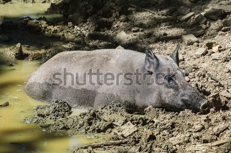 公豬 動物 泥 戶外 野生動物 商業照片 © SRNR