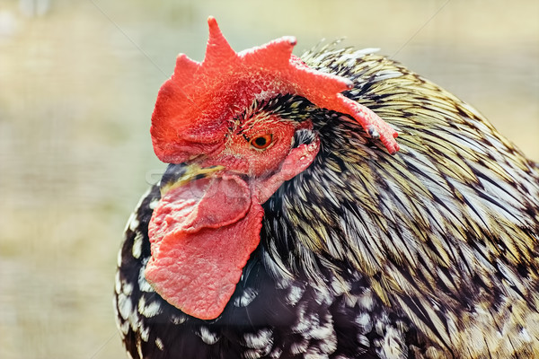 Portrait of Rooster Stock photo © SRNR