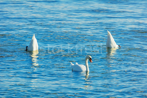 Dance of Swans Stock photo © SRNR