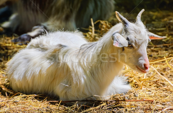 Home Goat Stock photo © SRNR
