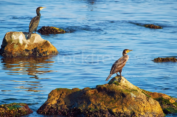 Cormorants on the Stones Stock photo © SRNR