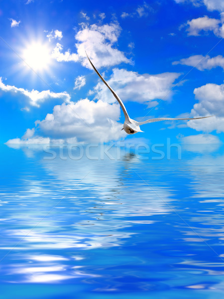 Pływające mewa niebo wody słońce charakter Zdjęcia stock © SRNR