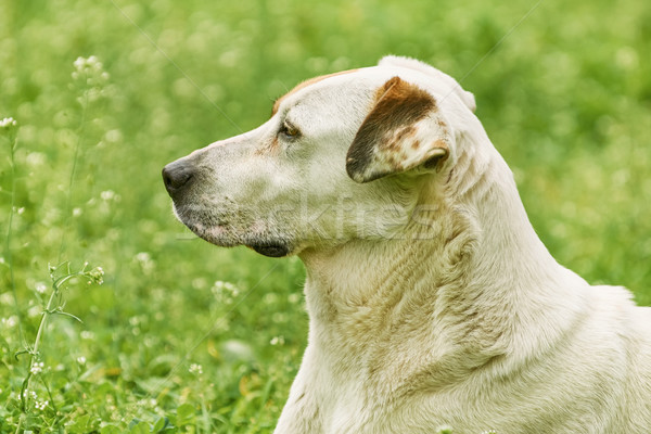 Portrait of Mongrel Dog Stock photo © SRNR
