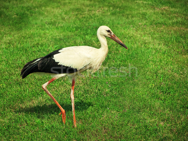 Storch Fuß grünen Rasen Frühling Sommer Stock foto © SRNR