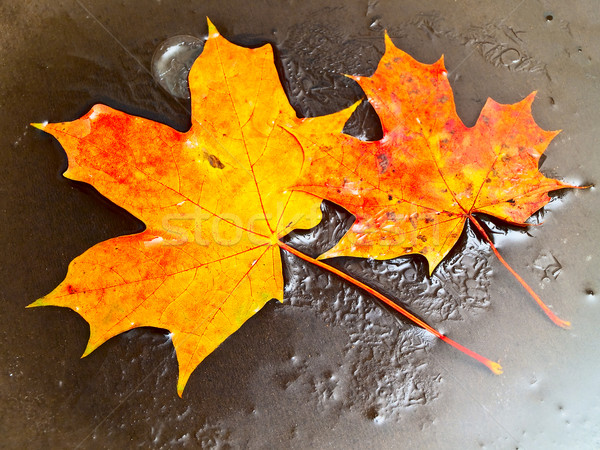 maple leaves in ice Stock photo © SRNR