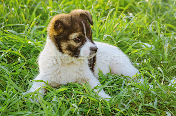 Portrait of Puppy Stock photo © SRNR