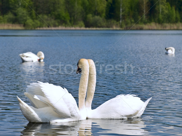 Deux blanche lac mariage amour couple [[stock_photo]] © SRNR