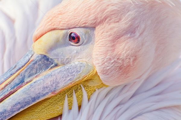Portrait of Pelican Stock photo © SRNR