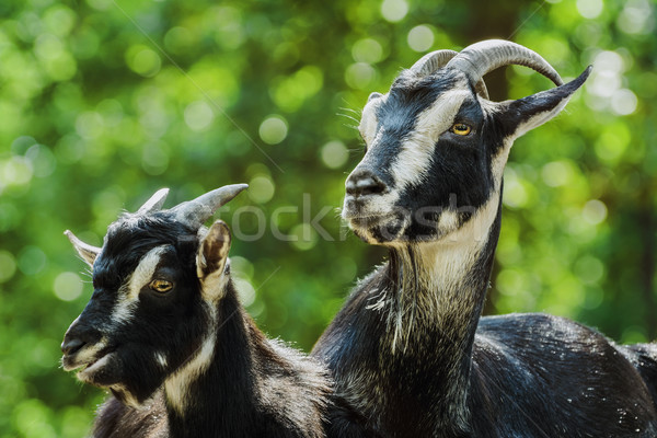 Goat Stock photo © SRNR