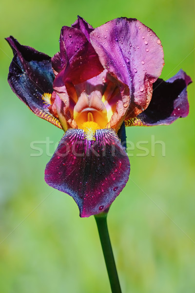 Iris Blume grünen Natur Drop Blüte Stock foto © SRNR
