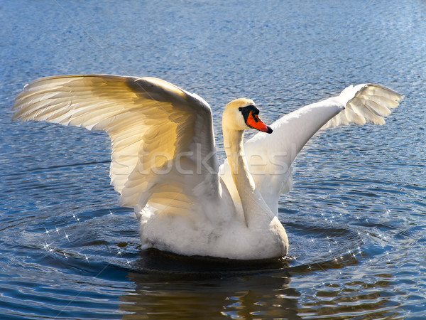 Swan Stock photo © SRNR