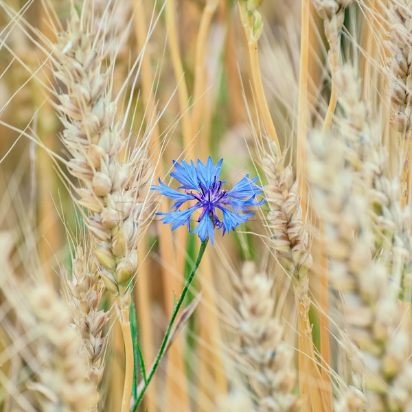 Blue Cornflower Stock photo © SRNR