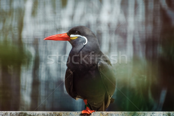 Inka madár állat számla vad Stock fotó © SRNR