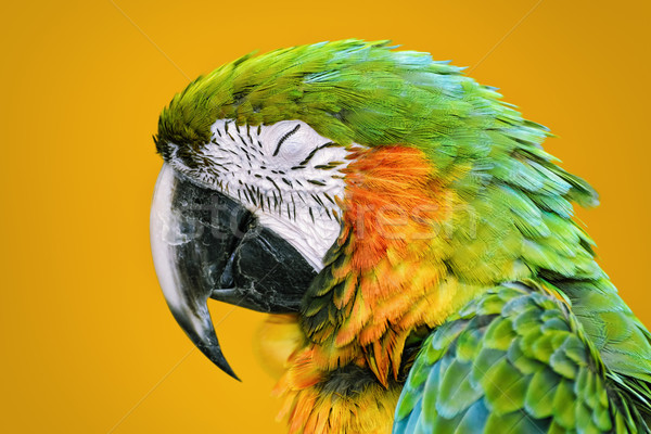 Stock photo: The Macaw Parrot