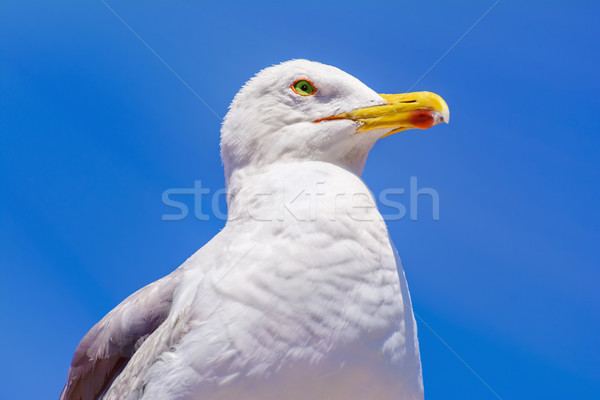Seagull Stock photo © SRNR