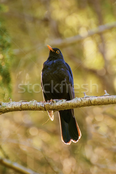 Common Blackbird Stock photo © SRNR
