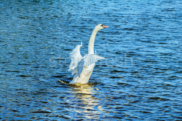 Flying up Swan Stock photo © SRNR