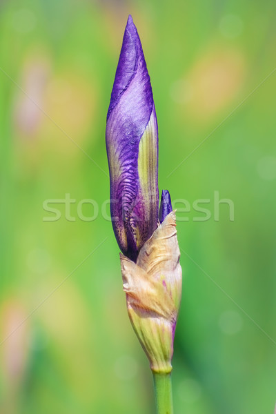 Pączek niebieski tęczówki charakter roślin środowiska Zdjęcia stock © SRNR