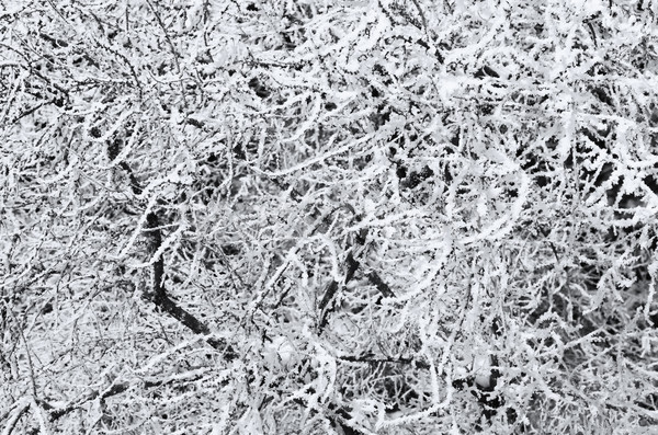 Stock photo: Winter Branches
