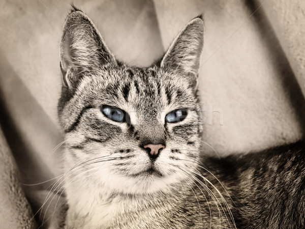 Pisică pisica domestica bej uite animale de companie vizionarea Imagine de stoc © SRNR