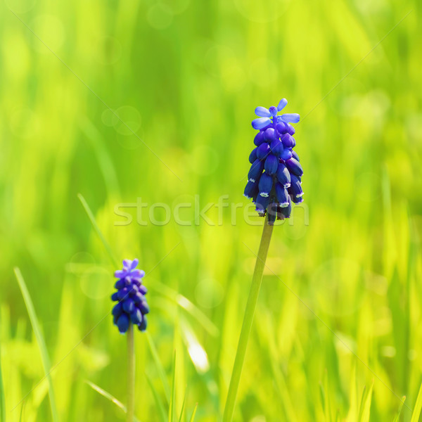 Muscari Stock photo © SRNR